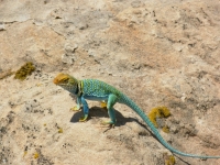 Lizard doing push-ups